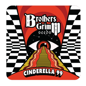 Cinderella 99 – Feminized Seeds