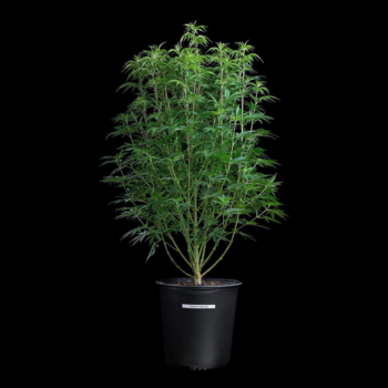Princess Haze Seeds by Brothers Grimm Seeds | Feminized Seeds