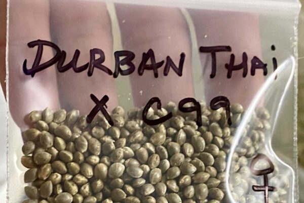 How to store your seeds