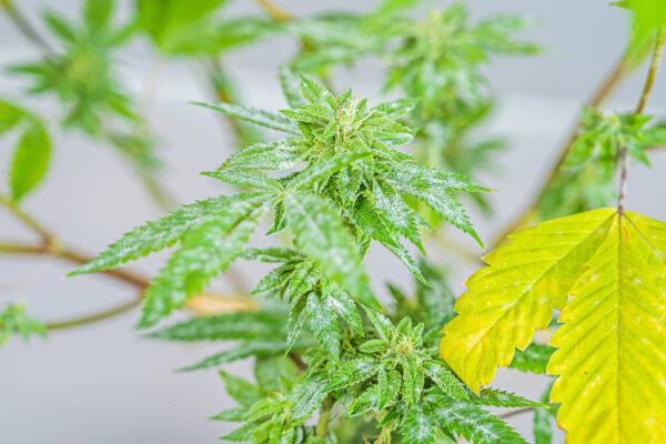 Powdery Mildew Cannabis