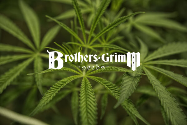 Strain Recommendations