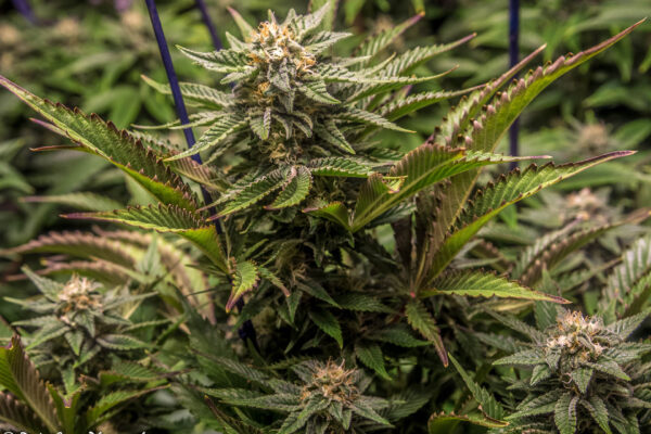 Cultivation Education