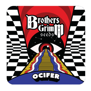 Ocifer Feminized Seeds