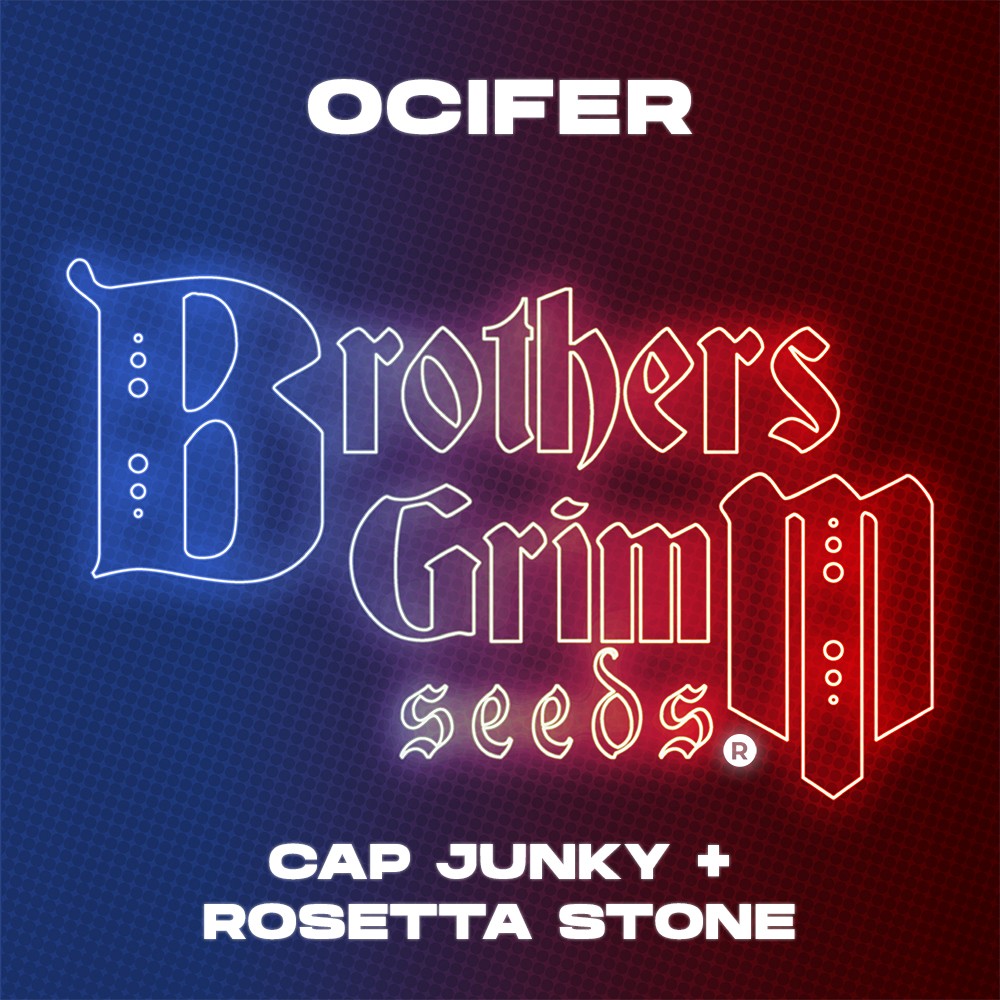 Bulk Cannabis Seeds of Ocifer