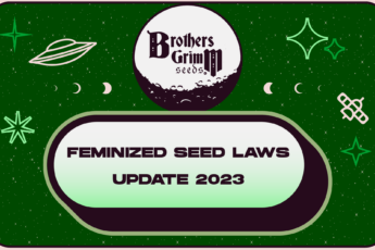 Feminized Seed Laws Update 2023