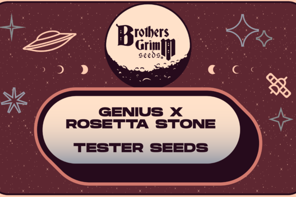 Genius x Rosetta Stone