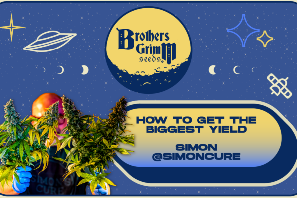 How to get the BIGGEST Yield