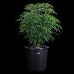 Ocifer Strain Seeds