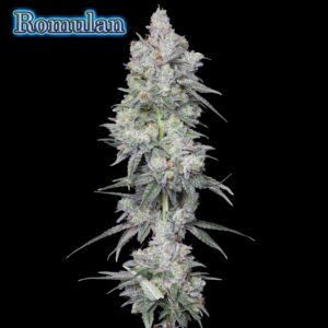 Romulan Strain: Regular Seeds / Regular Romulan Seeds 