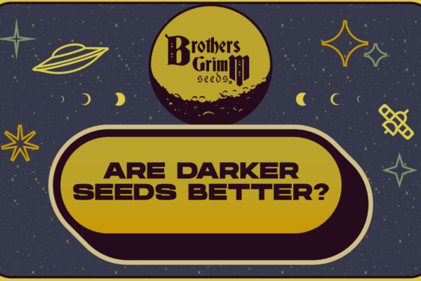darker cannabis seeds