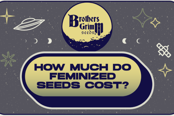 How much do feminized seeds cost