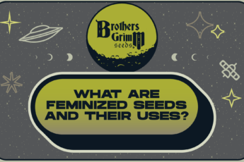 What are Feminized Seeds
