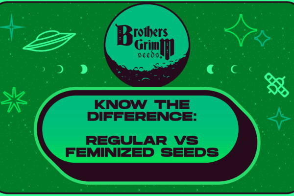 Regular vs Feminized Seeds