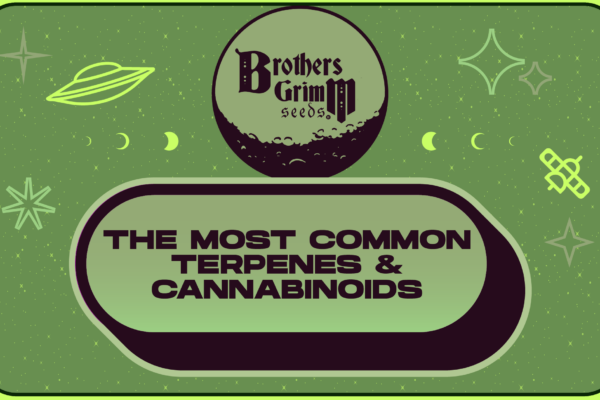 Most Common Terpenes and Cannabinoids