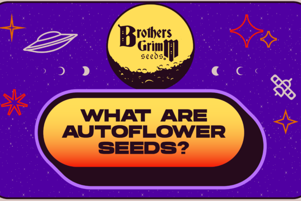 What are Autoflower Seeds