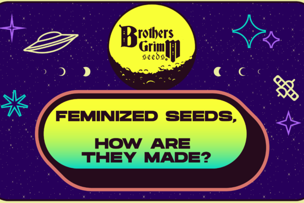 What are Feminized Seeds