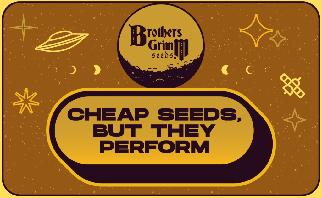 cheap-feminized-seeds