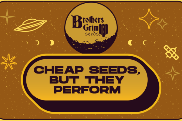 cheap feminized seeds