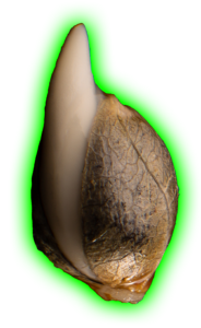 Reviews of Brothers Grimm Seeds