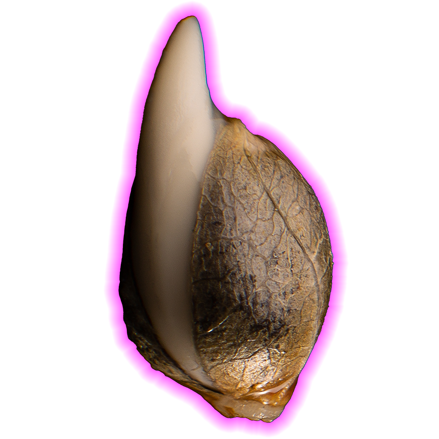 Feminized Seed glowing germinated