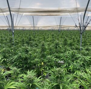  Autoflower Saltwater OG plants grown from autoflower seeds. 