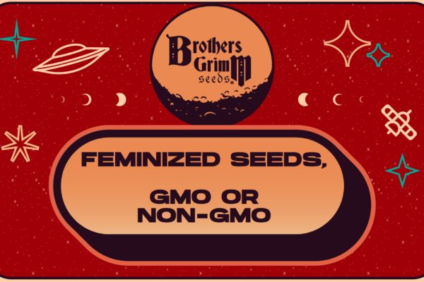 Feminized Seeds GMO or non-GMO