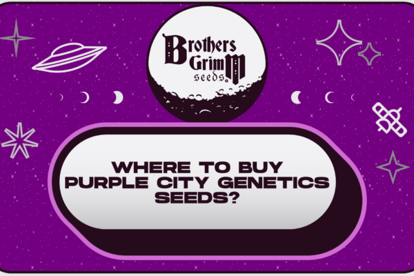 Purple City Genetics Seeds