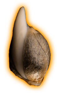 feminized seeds gmo or non gmo