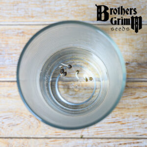 cannabis seeds sprout in water easily