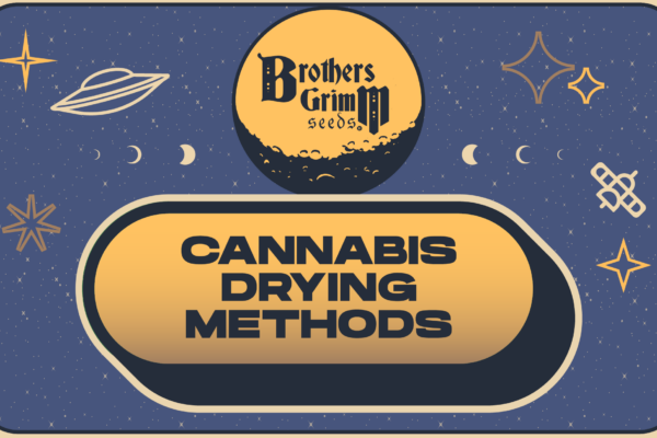 Cannabis Drying Methods
