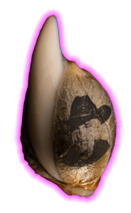 Feminized Seeds Guide by Brothers Grimm Seeds