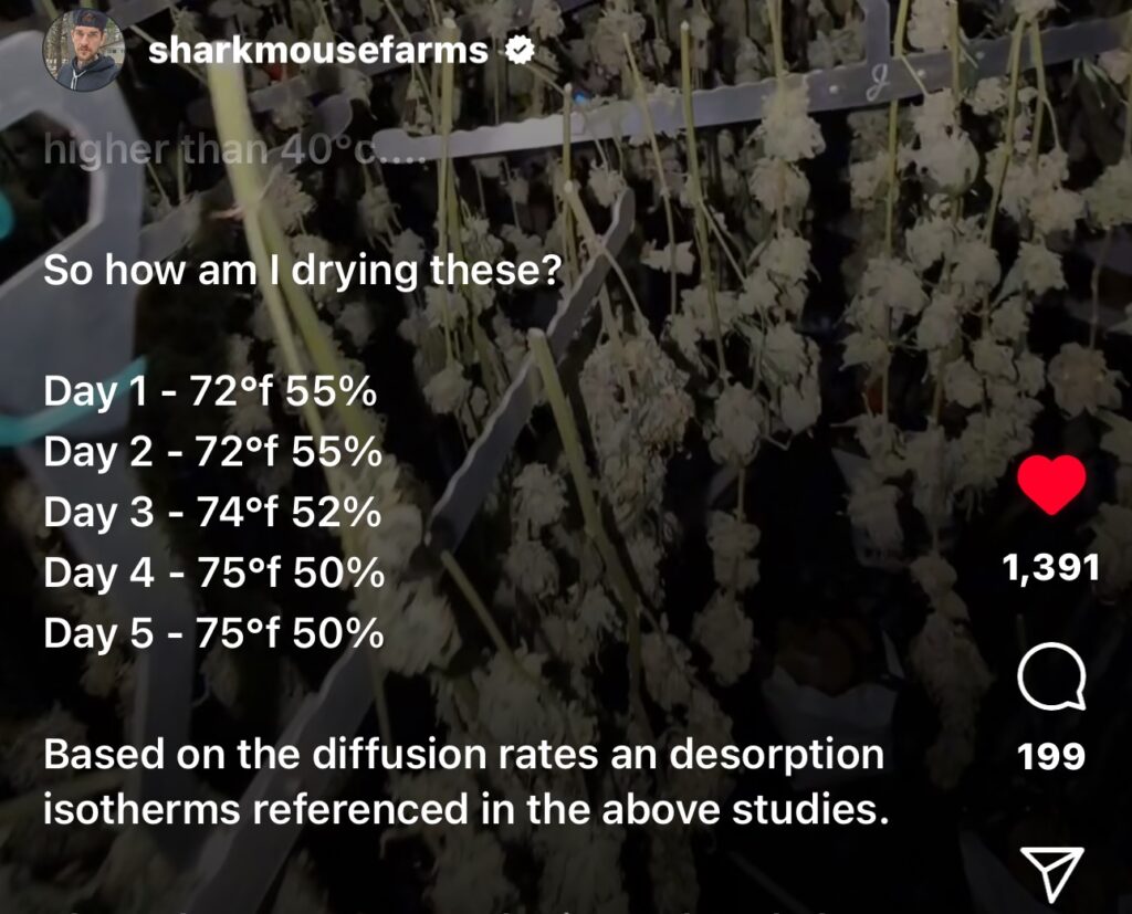 New Popular Drying Method For Cannabis