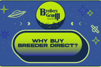 Breeder Direct Seeds