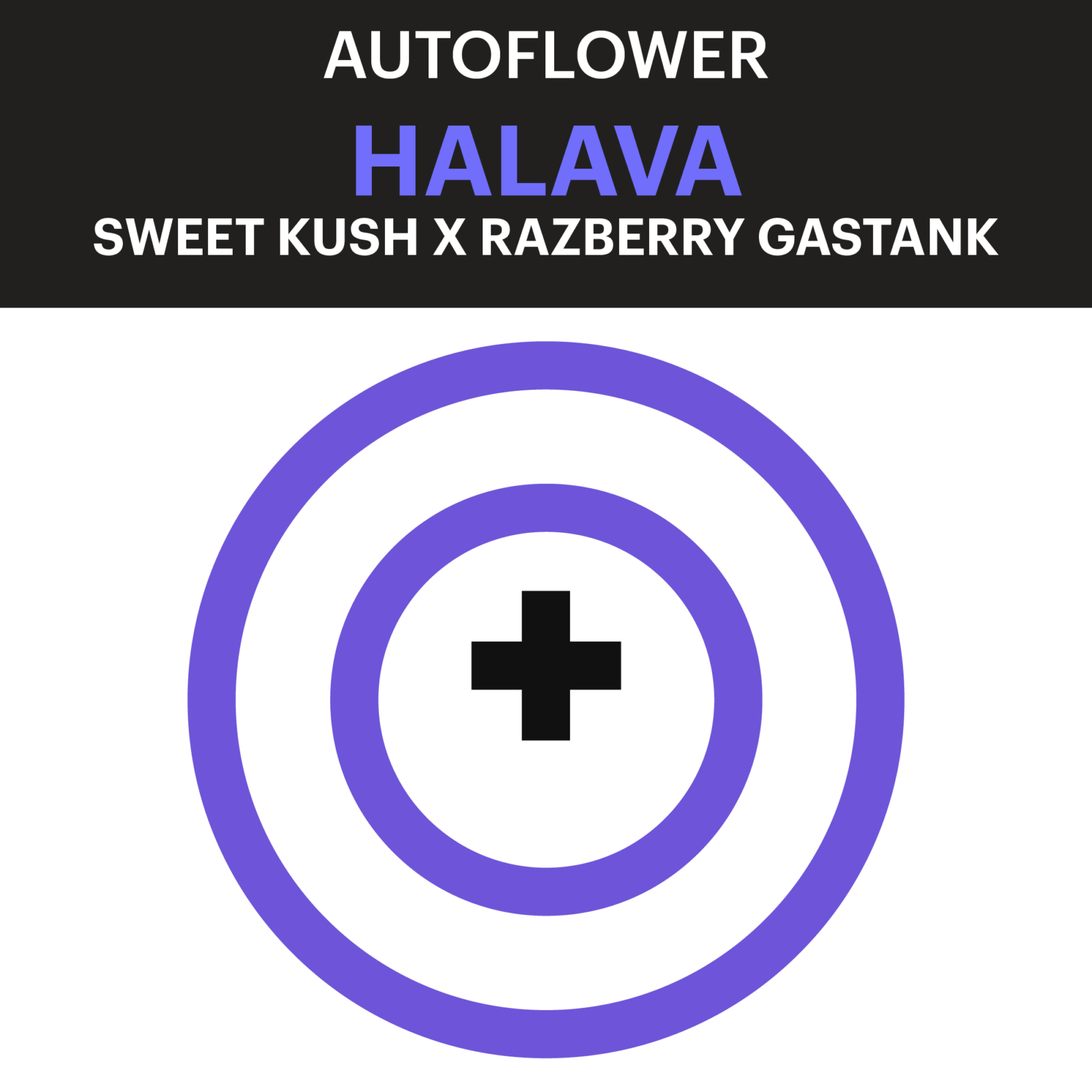 Purple City Genetics Autoflower Halava