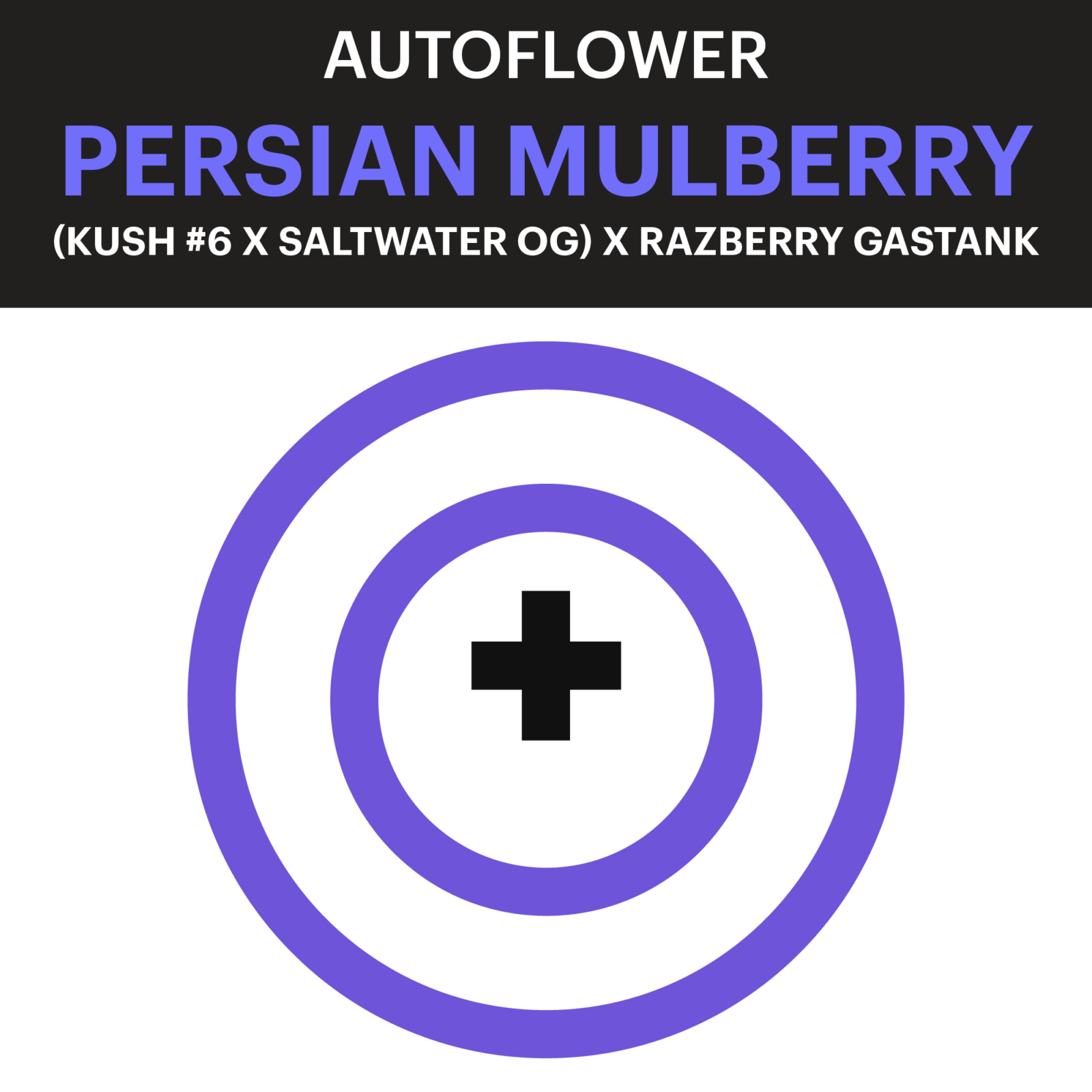 Purple City Genetics Autoflower Persian Mulberry