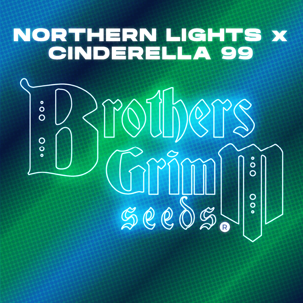 Northern Lights x Cinderella 99