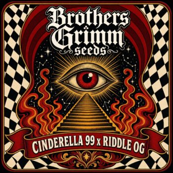 Cinderella 99 x Riddle OG Feminized Seeds (9 seed pack)