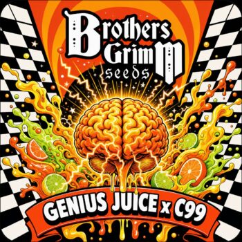 Genius Juice x Cinderella 99 Feminized Seeds (9 Seed Pack)