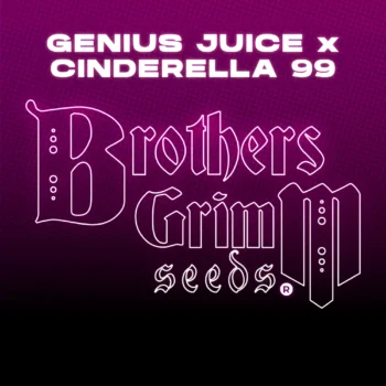 Genius Juice x Cinderella 99 Feminized Seeds (9 Seed Pack)