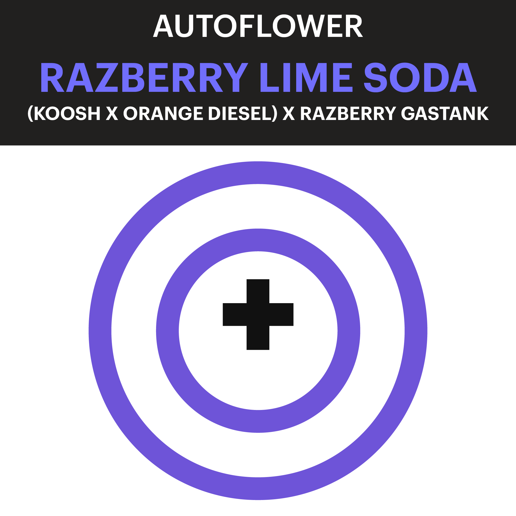 Purple City Genetics Razberry Lime Soda Autoflower Seeds