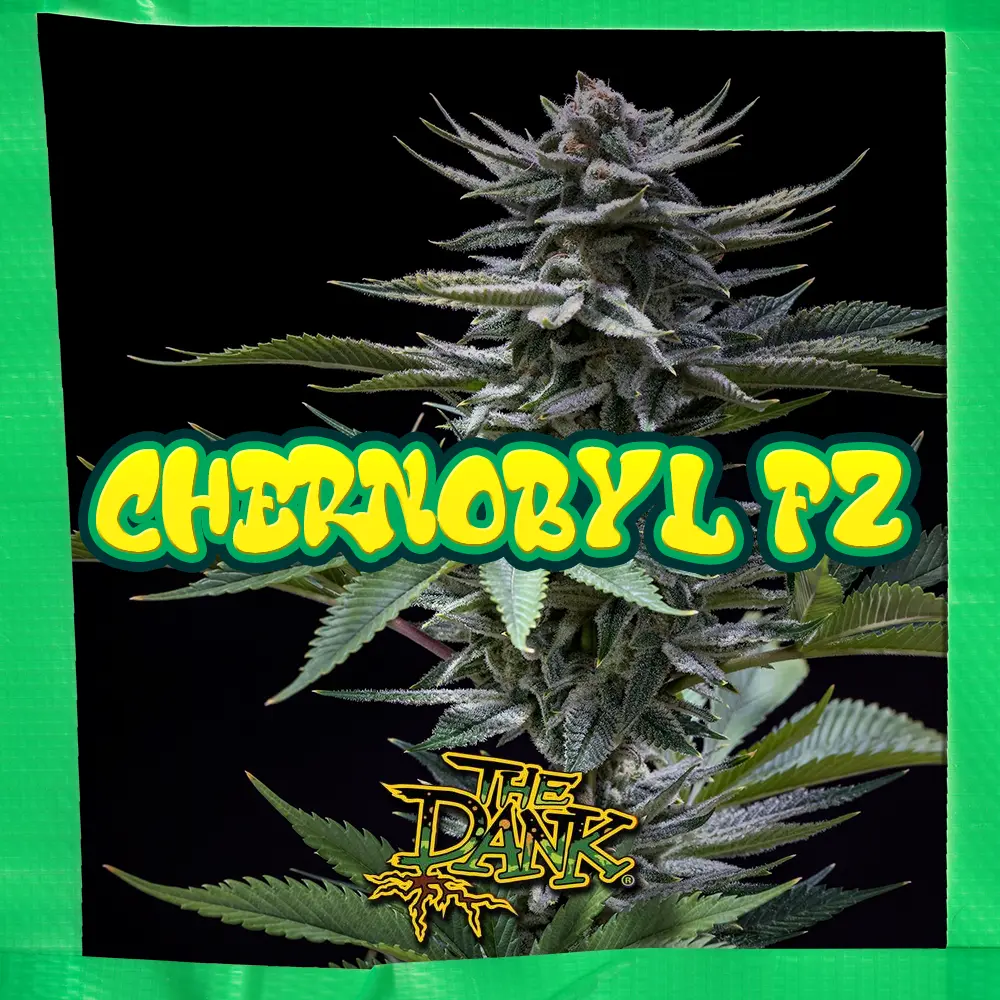 Chernobyl F2 Feminized Seeds (5 seed pack)