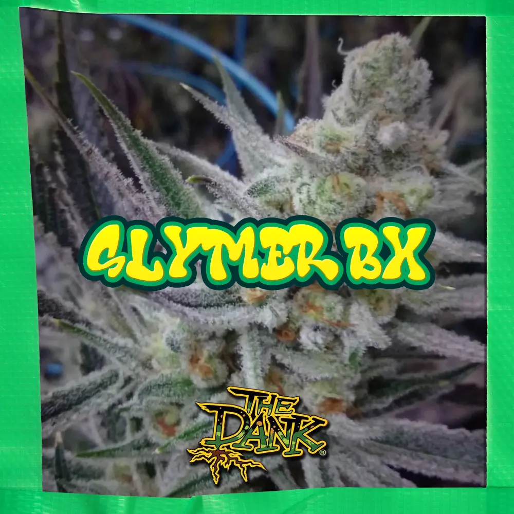 Slymer BX Feminized Seeds (5 seed pack)
