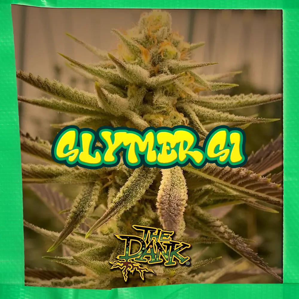 Slymer S1 Feminized Seeds (5 seed pack)