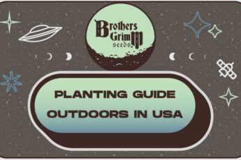 Planting-Guide-Cannabis-Seeds