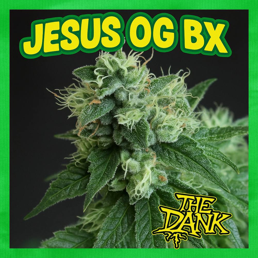 Jesus OG BX Regular Seeds (5 seed pack)
