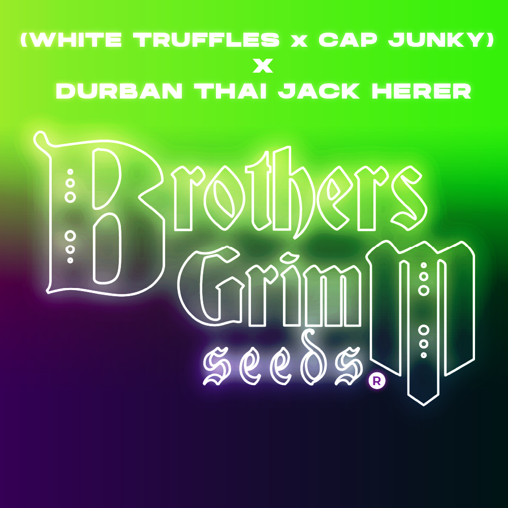 (White Truffles x Cap Junky) x Durban Thai Jack Herer (9 seed pack)