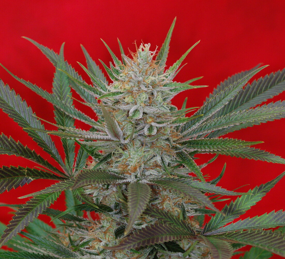 Jack The Ripper F3 Regular Seeds (5 Seed Pack)