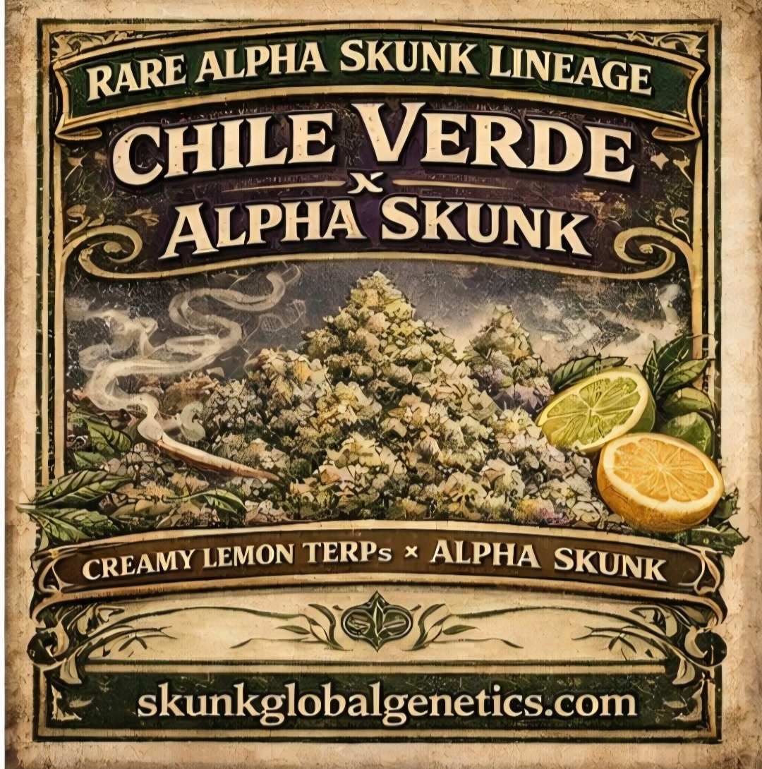 Chile Verde x Alpha Skunk (5 Seed Pack)