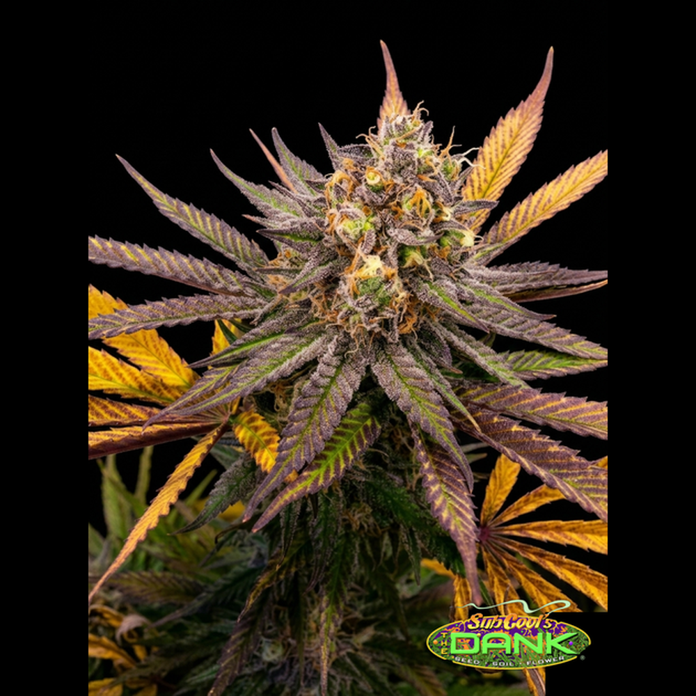 Cheesequake F2 (5 Seed Pack)