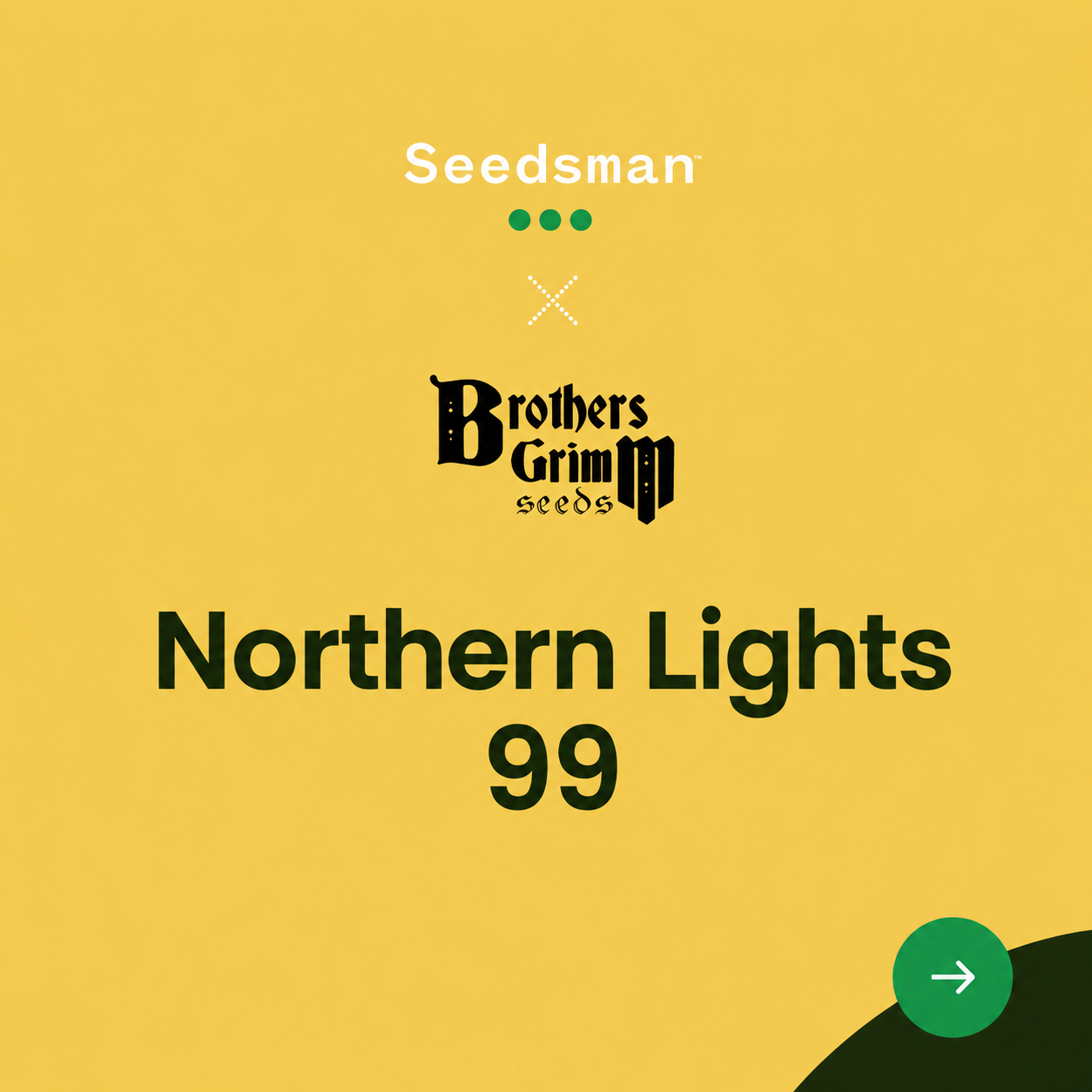 Northern Lights 99
